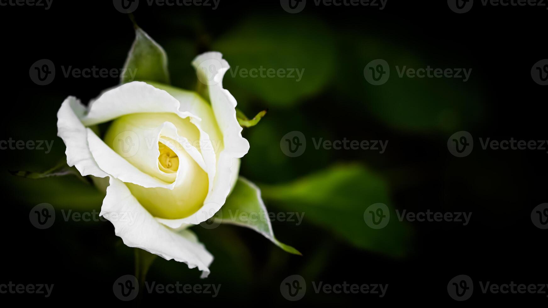 Beautiful white rose isolated on black background. Ideal for greeting cards for wedding, birthday, Valentine's Day, Mother's Day photo
