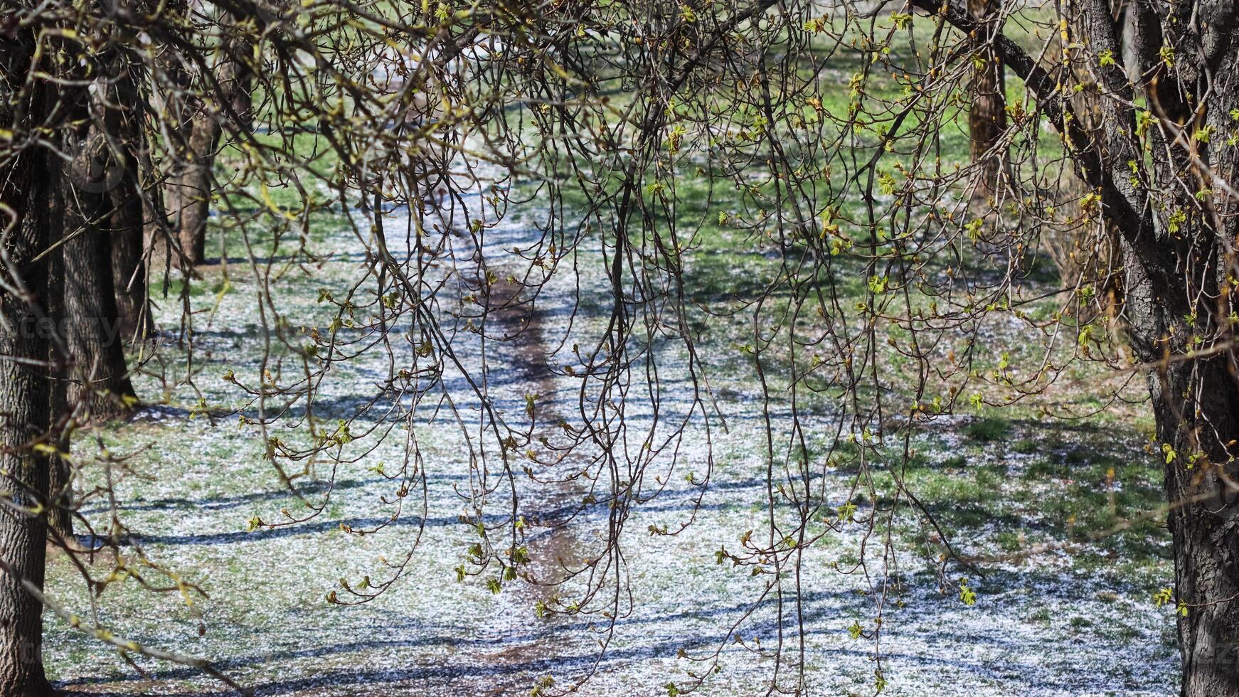 Tree branches with green leaves on a background of white snow in the spring park on a sunny day photo