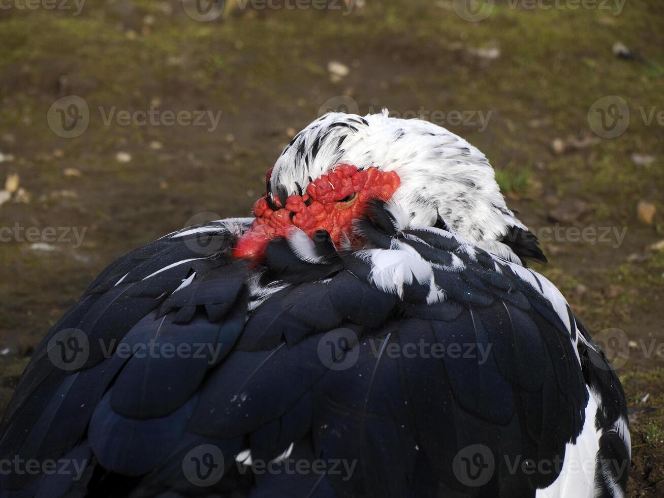 Muscovy duck in rome Villa Borghese lake photo