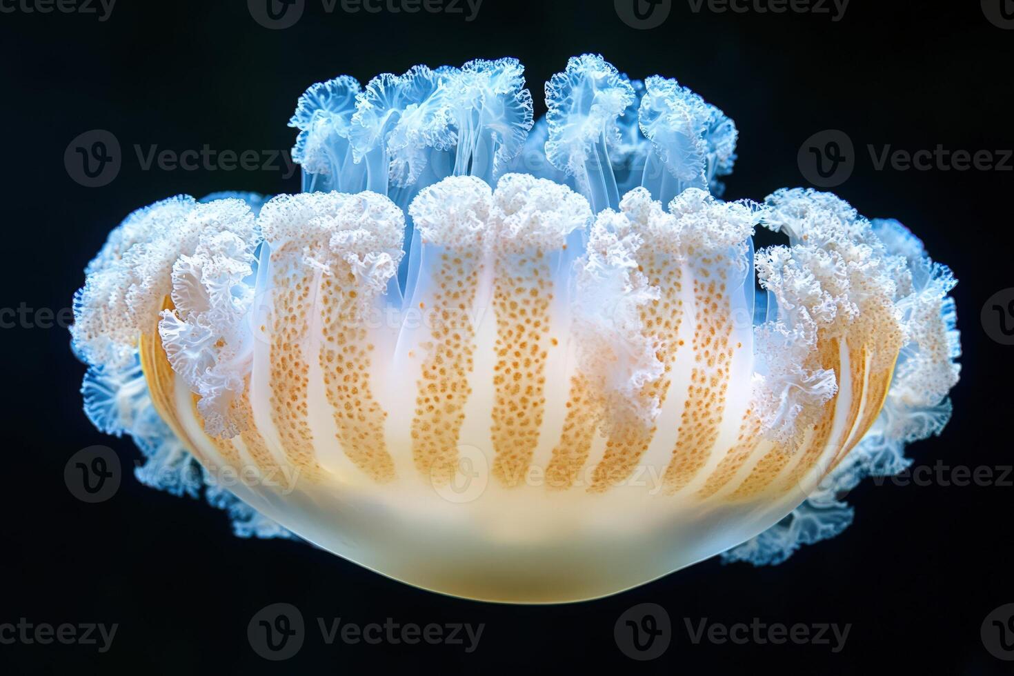 A jellyfish floating in the water with its tentacles photo