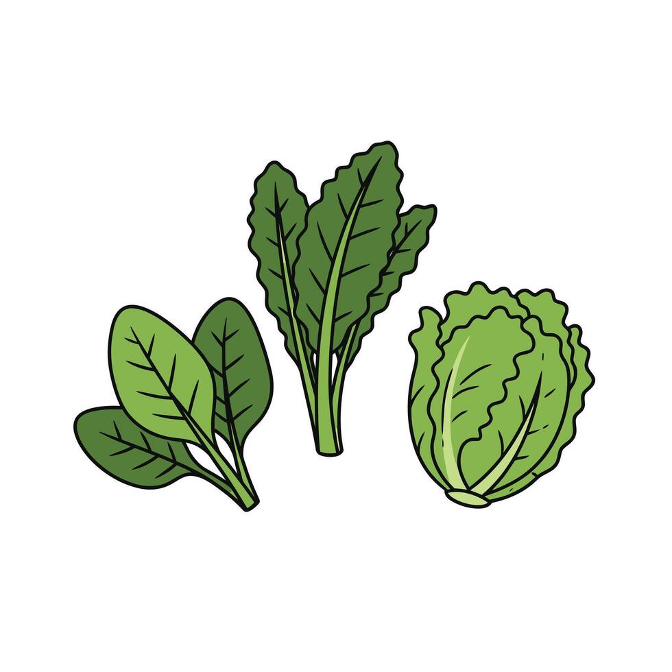 Lettuce leaf icon illustration vector