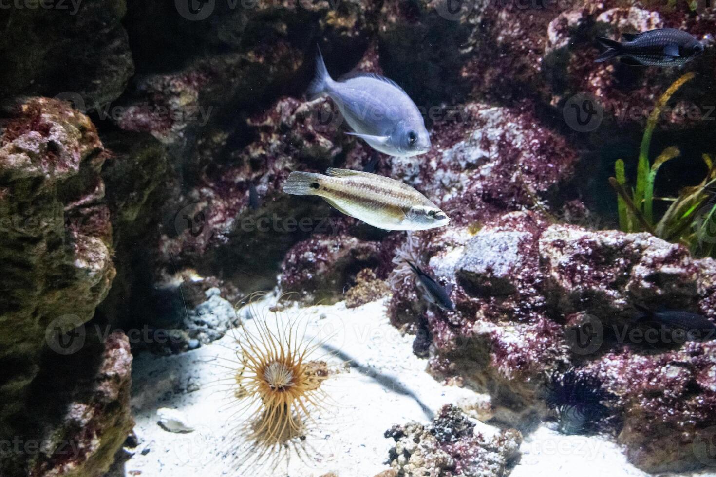 Bright beautiful fishes of the Red Sea in a natural environment on a coral reef photo