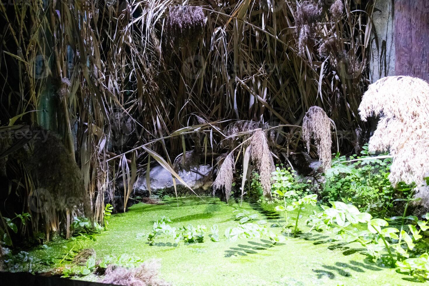 Green water flowing into the forest photo