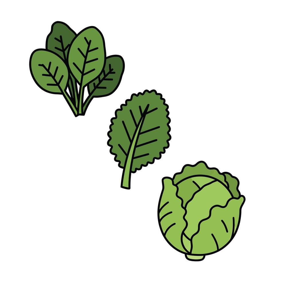Cabbage and cabbage leaf icon illustration vector