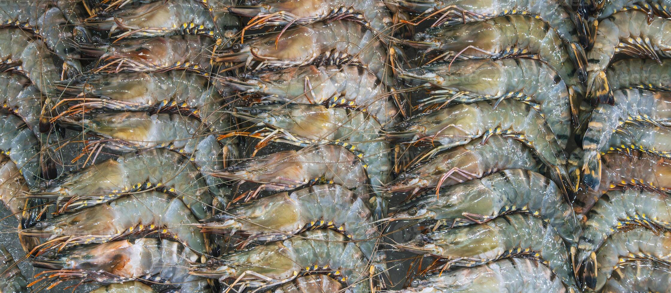 Raw fresh shrimp lying in straight rows. Top view. Panoramic photo