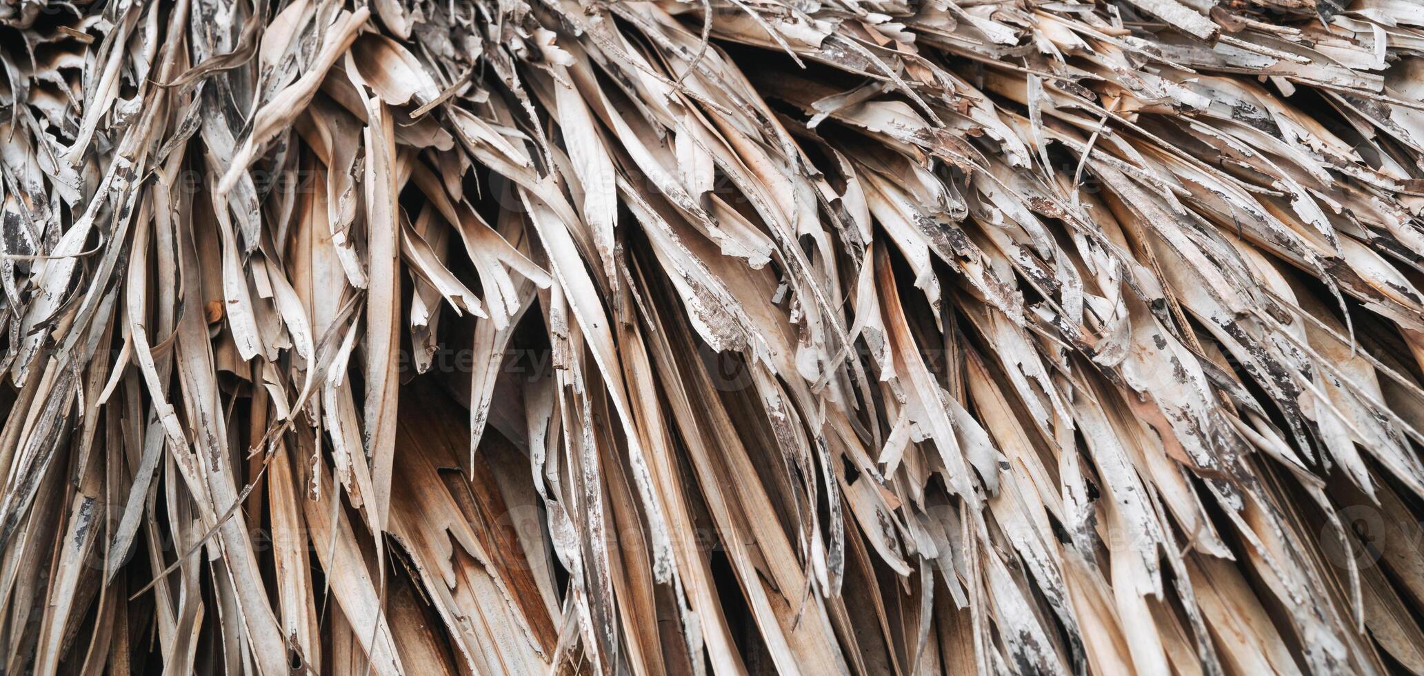 panoramic background texture from dried palm leaves photo
