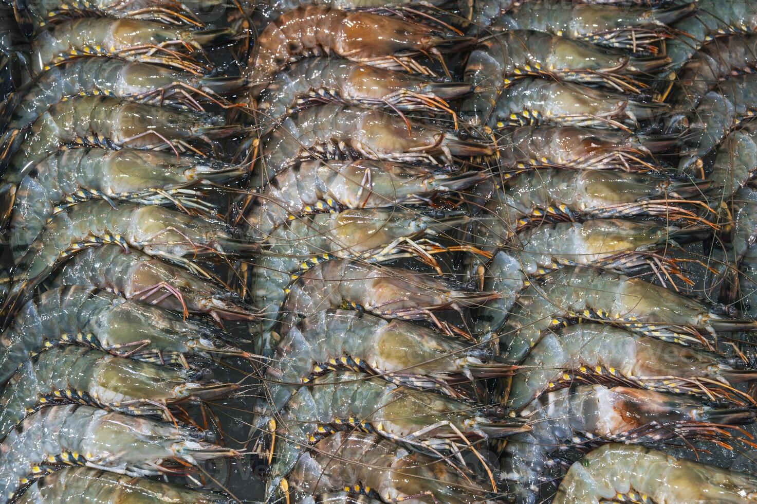 Raw fresh shrimp lying in straight rows. Top view photo