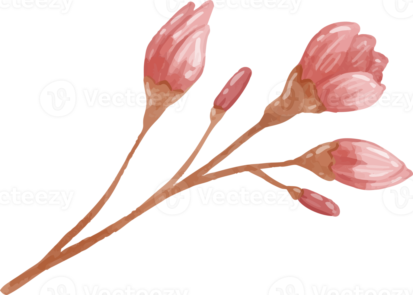 Sakura Buds on Branch png