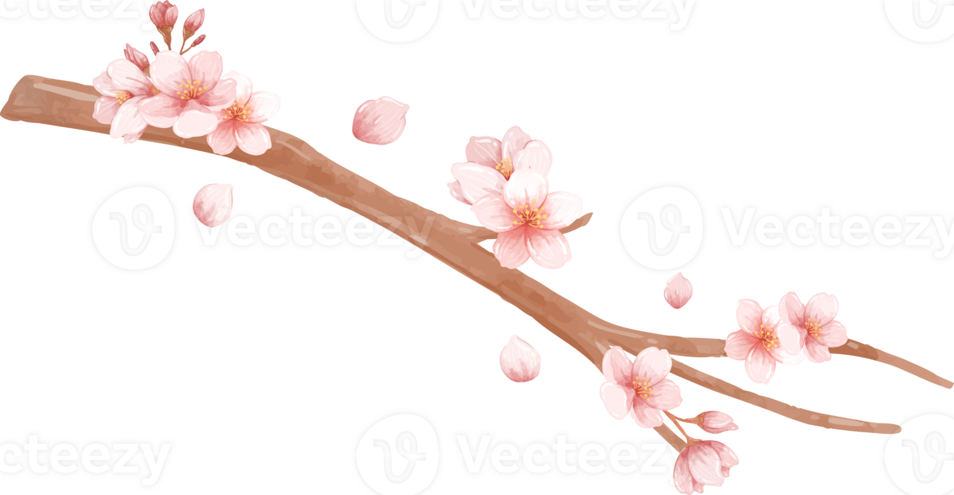 Watercolor Sakura Flower and Branch with Buds png