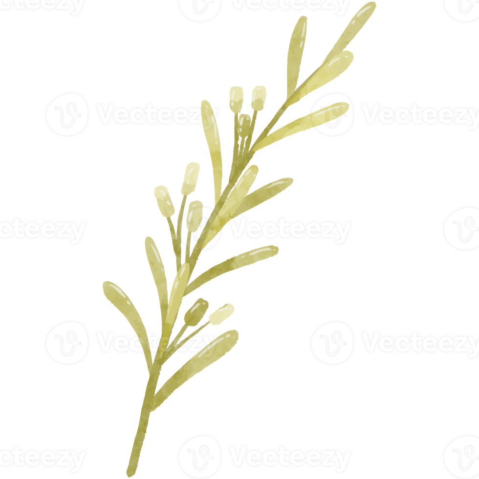 Slender Watercolor Branch png