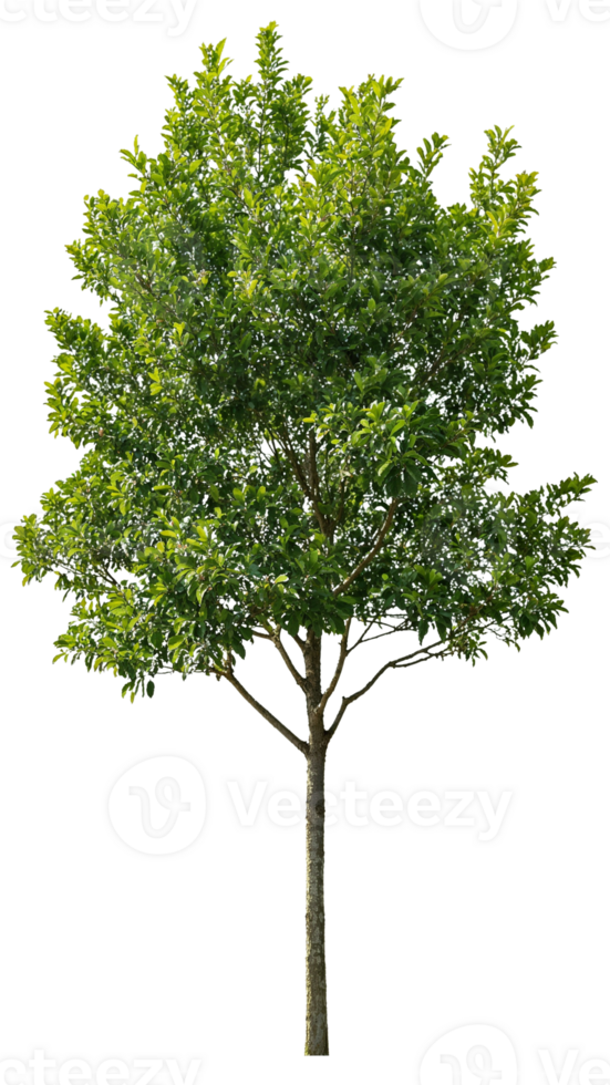 A sunlit tree with a light and airy feel, perfect for adding a touch of nature to any project png