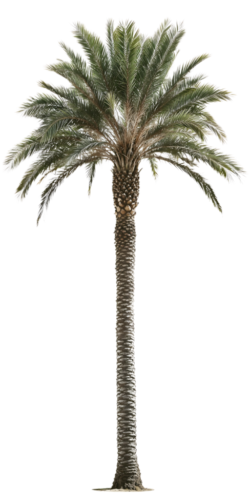 Isolated palm tree on a transparent background. Perfect for architectural renderings, landscape designs, or any project needing a realistic palm tree image png