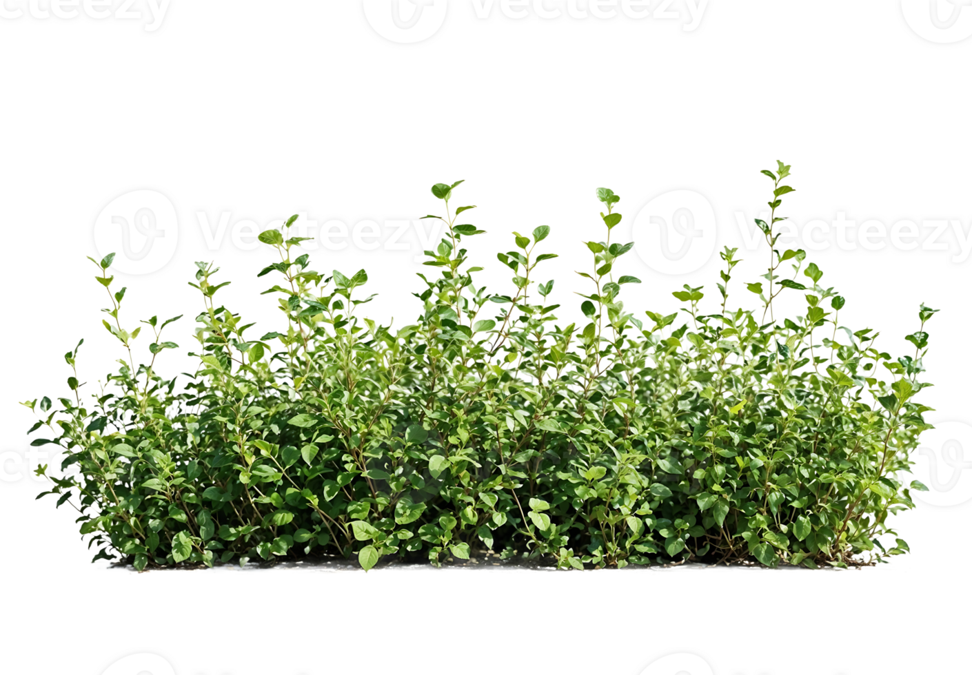 A patch of green grass isolated on a transparent background. Useful for adding realistic ground cover to designs, architectural renderings, or landscape visualizations png
