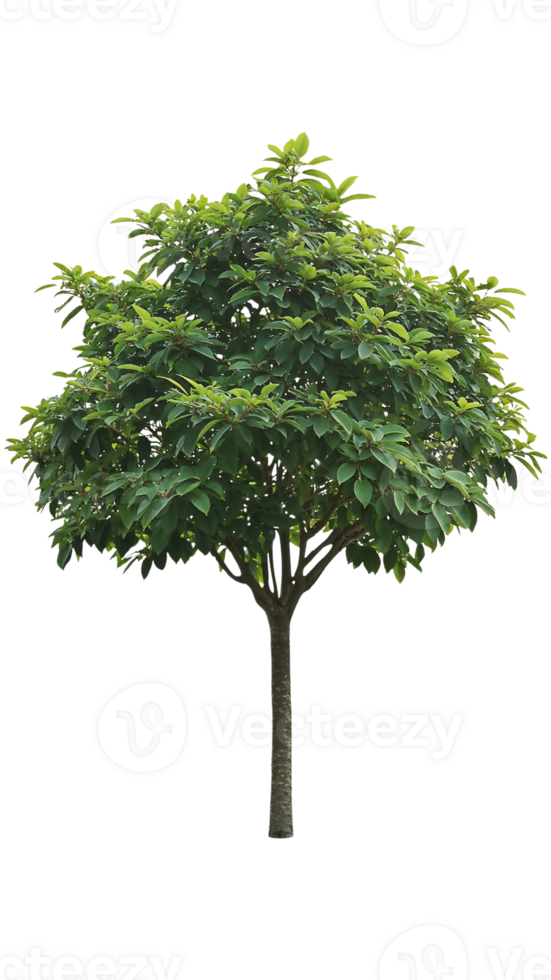 A vibrant, leafy tree, perfect for landscaping and nature-themed projects png