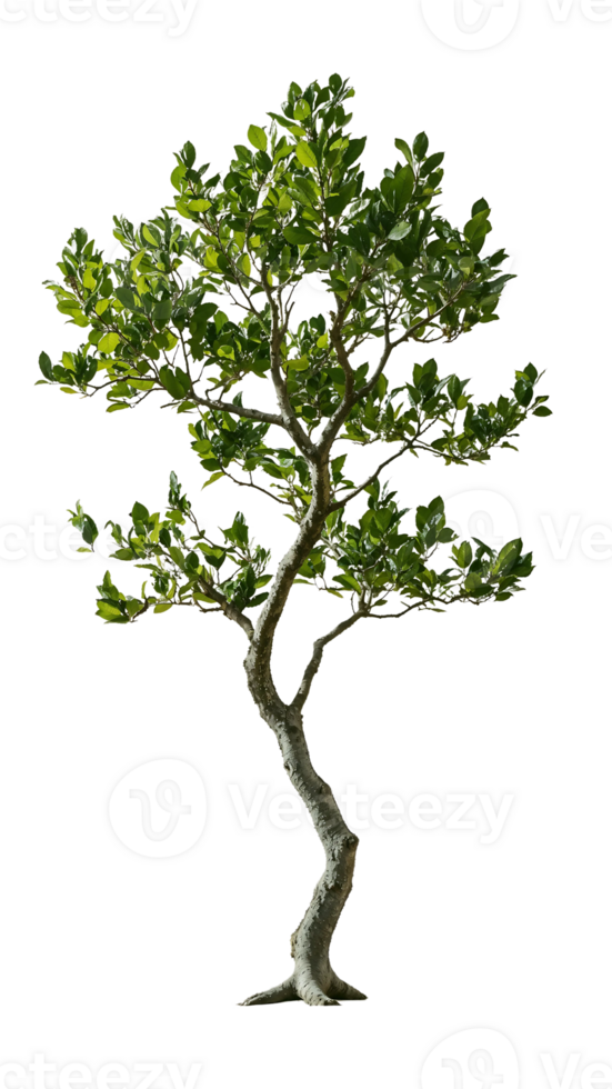 A slender, graceful tree with a unique shape, perfect for adding an artistic touch to designs png