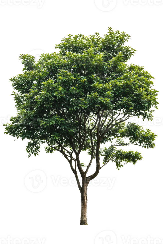 A single deciduous tree isolated on a transparent background. Ideal for design projects, architectural visualizations, or adding greenery to any composition png