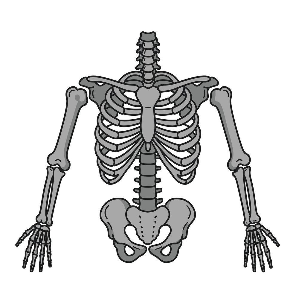 The human skeleton is shown in this illustration vector