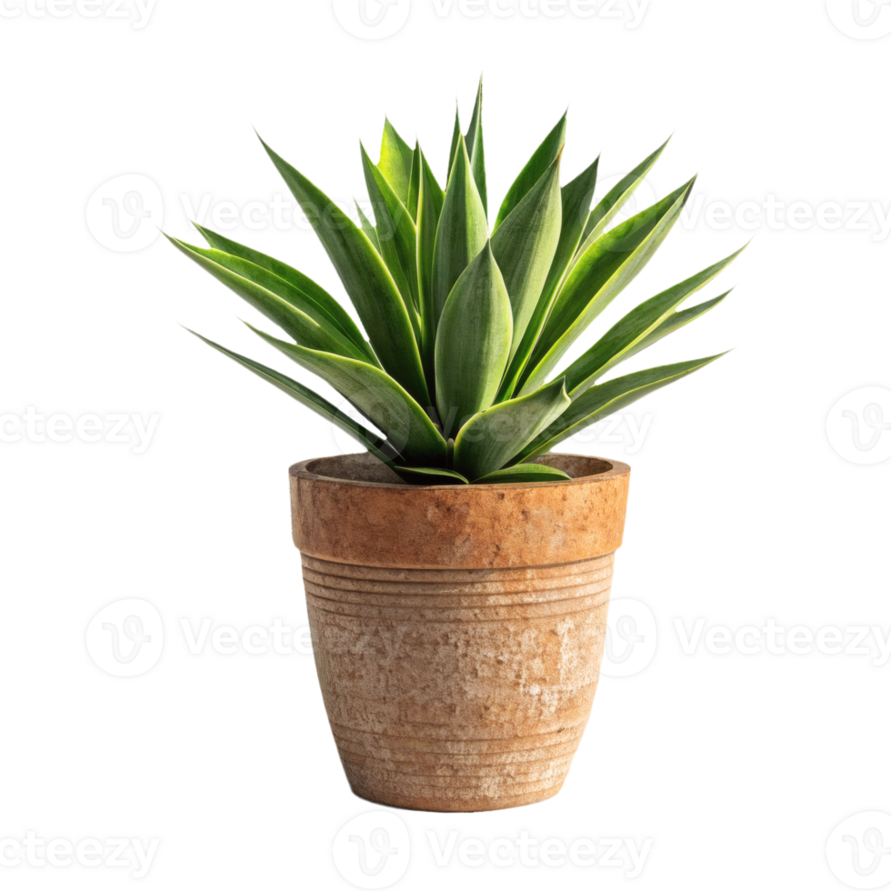 Succulent plant in a rustic terracotta pot. minimalism and indoor greenery png