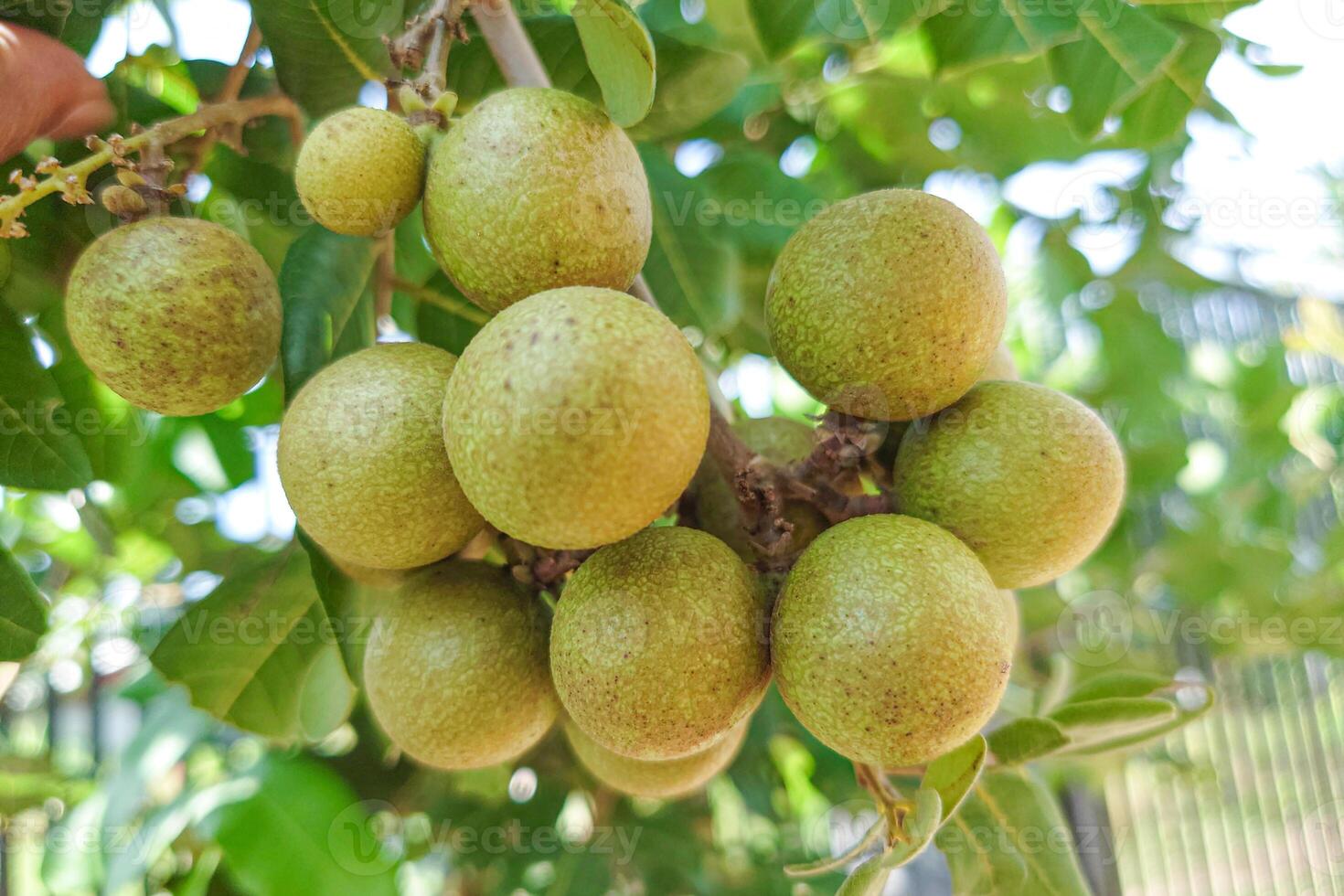 Cluster of Ripe Longan Fruits on the Tree photo