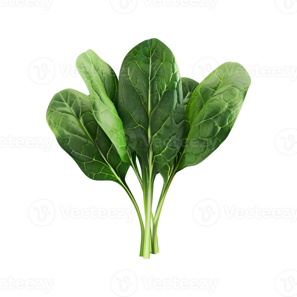 Spinach leaf transparent background png