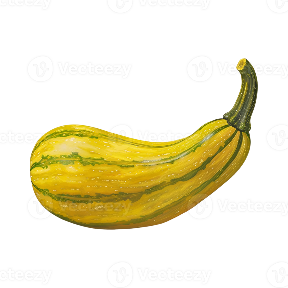 Squash on a transparent background png