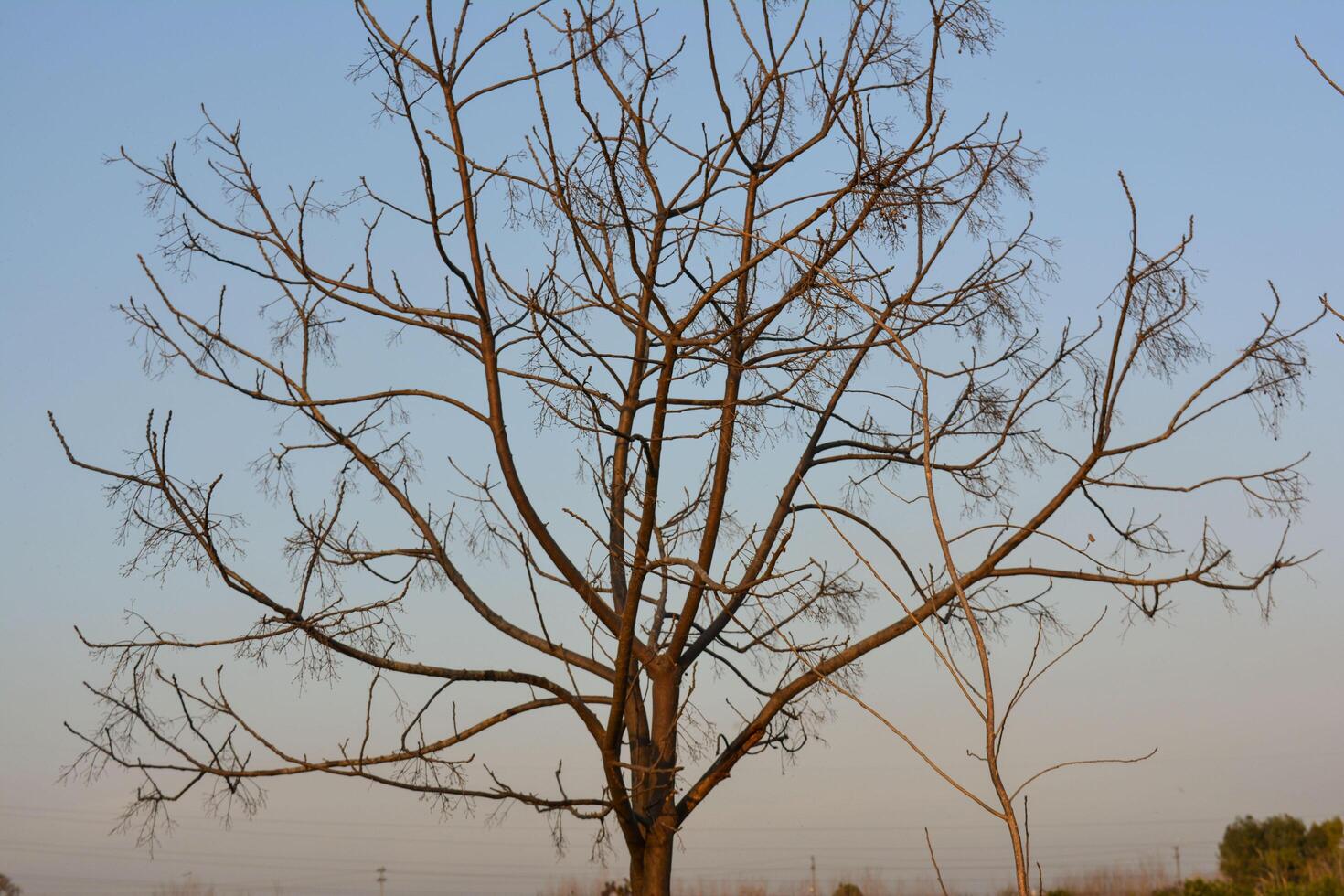 Lonely tree in the snow with bare branches and a cold winter sky photo