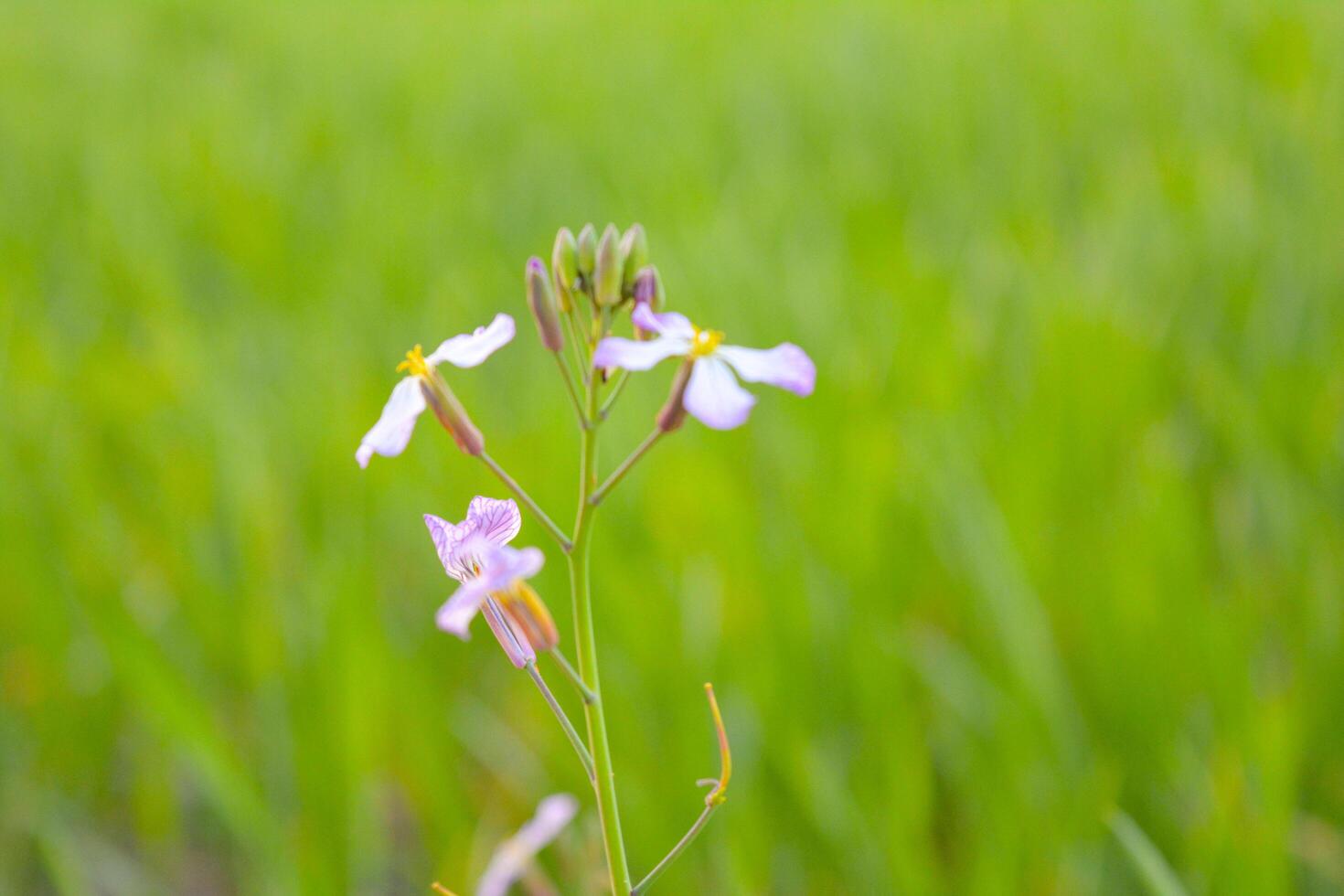 Spring Meadow with Colorful Wildflowers in Full Bloom photo