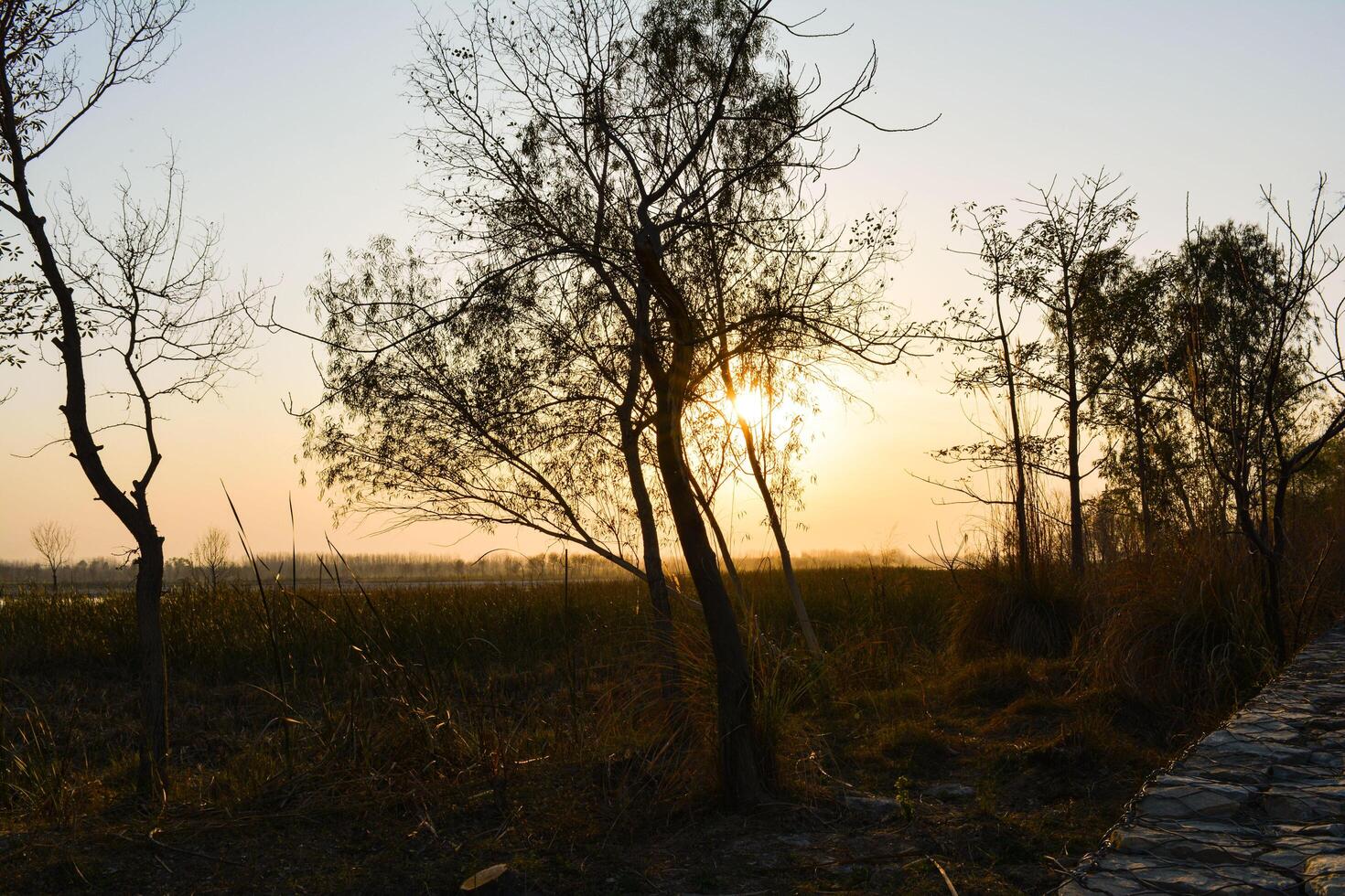 A misty morning sunrise silhouettes trees against an orange sky photo