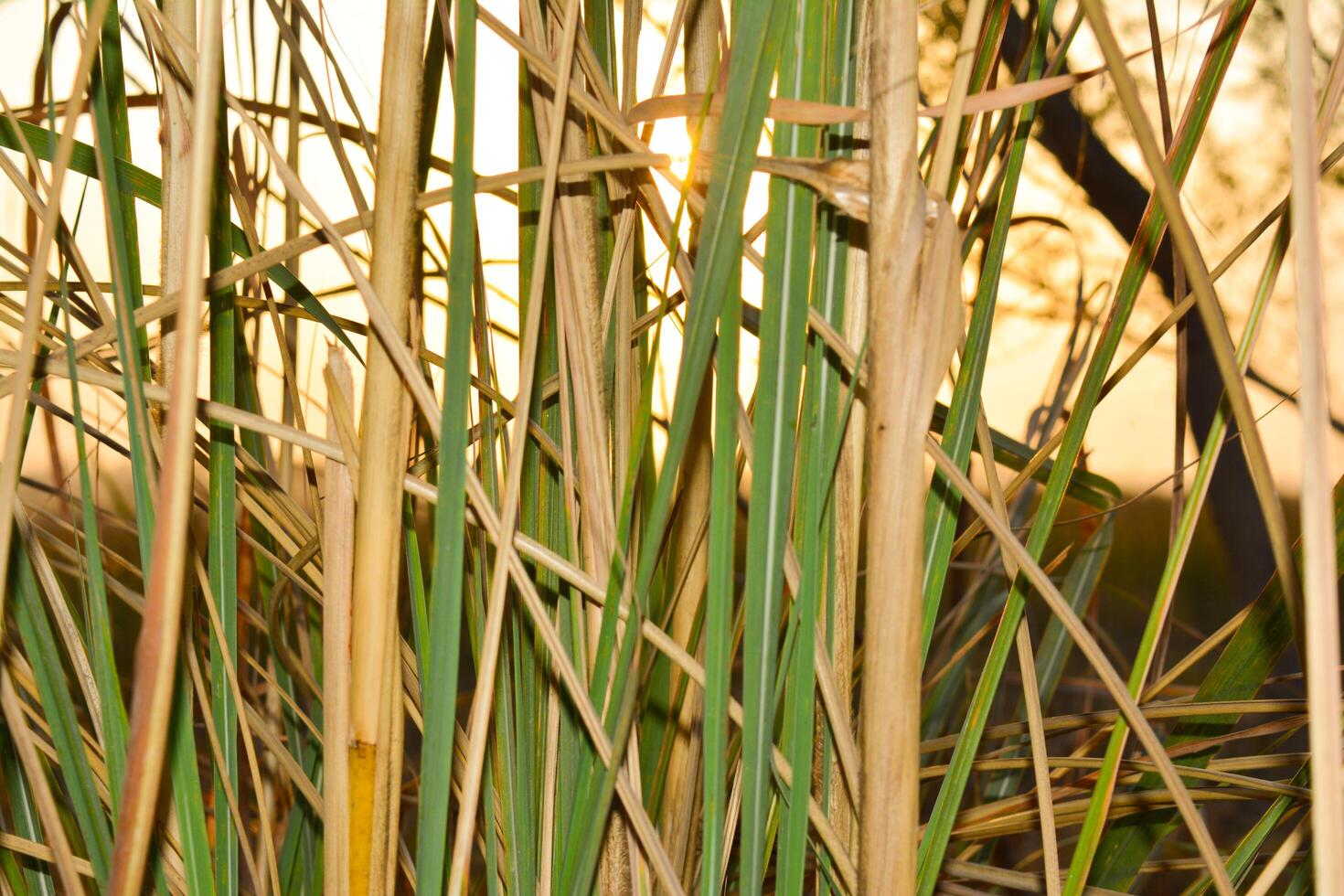 Green reeds sway in the summer breeze along the water's edge photo