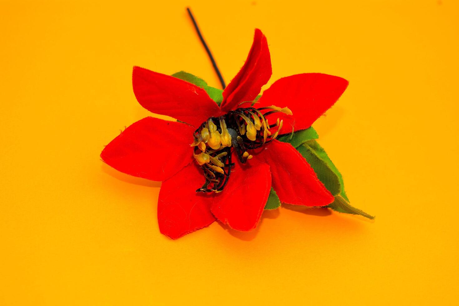 Red and yellow flowers bloom amidst Christmas decorations on a festive red background photo