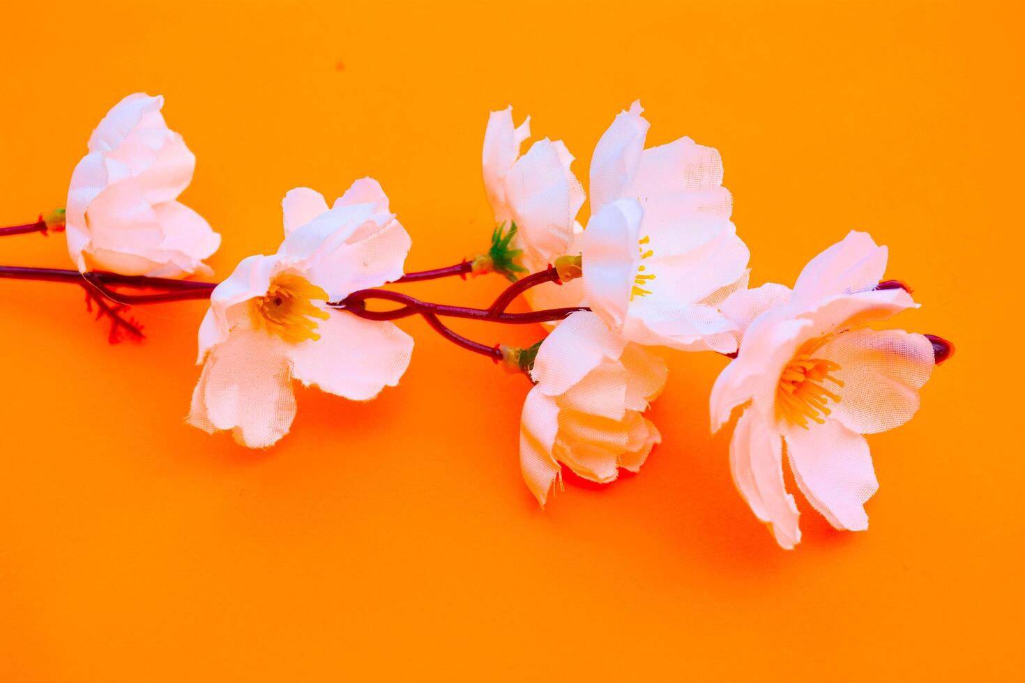 White Cherry Blossom on orang Background photo