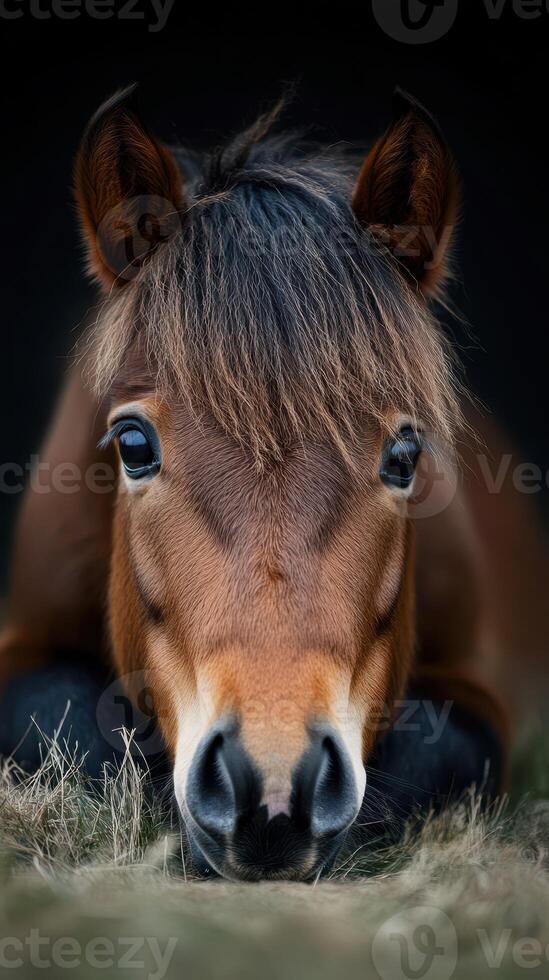 Close-up view of a relaxed pony resting on grass during the late afternoon light photo