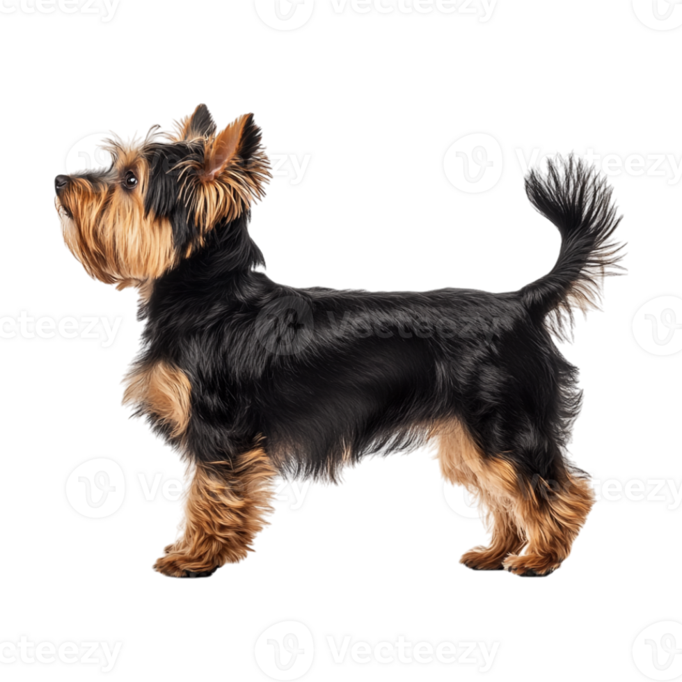 yorkshire terrier dog standing on a transparent background png