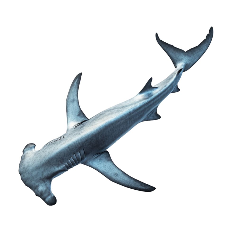 shark swimming on a transparent background png