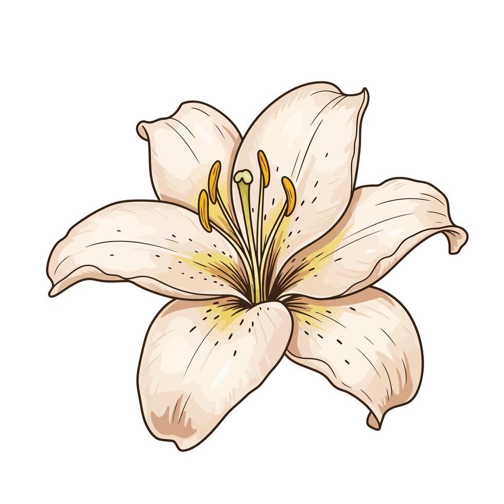 illustration of a lily flower isolated on white background vector