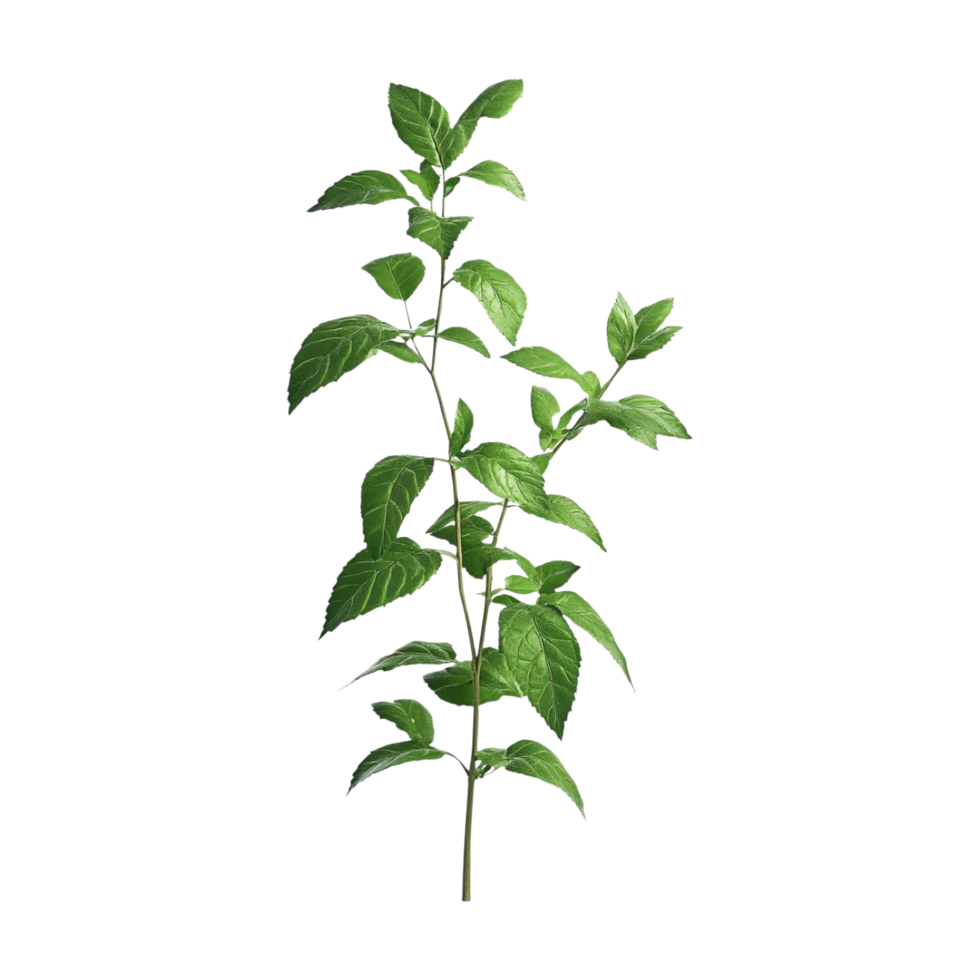 a plant with leaves on it, on a transparent background png