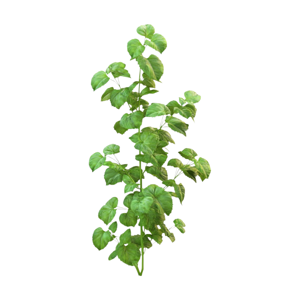 a plant with green leaves on a transparent background png