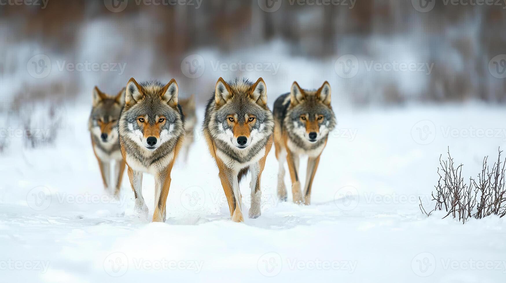 pack of wolves traversing snowy landscape, showcasing their strength and unity. scene captures beauty of nature and wild photo