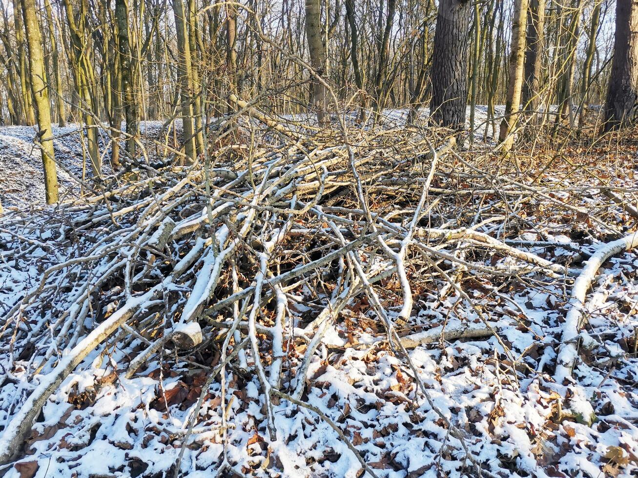 Pile of fallen broken tree branches in the forest in winter photo