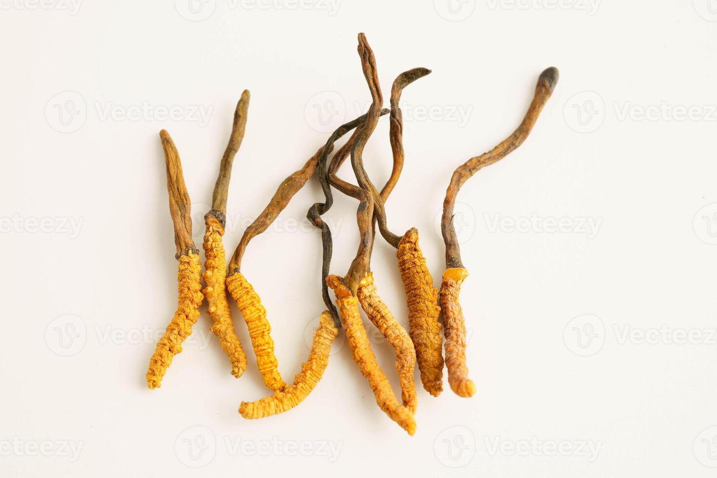 Cordyceps sinensis or Ophiocordyceps sinensis isolated on white background, mushroom photo
