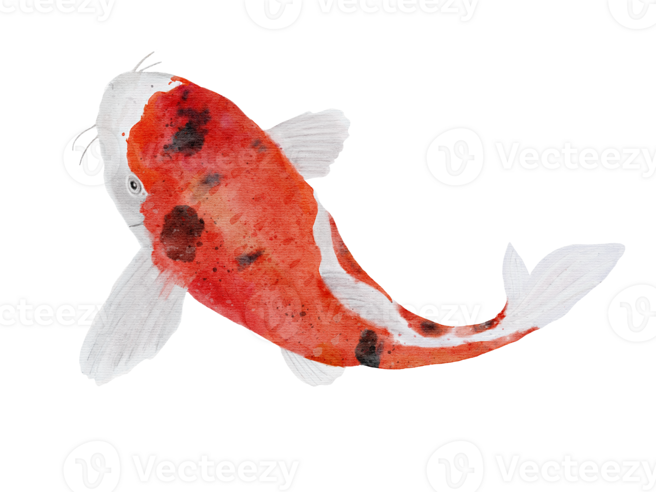 Koi fish by watercolor drawing isolated on background png
