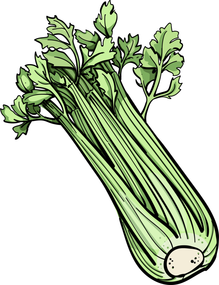 Celery . Engraving vegatable. Celery isolated. Detailed vegetarian food. Farm market product png