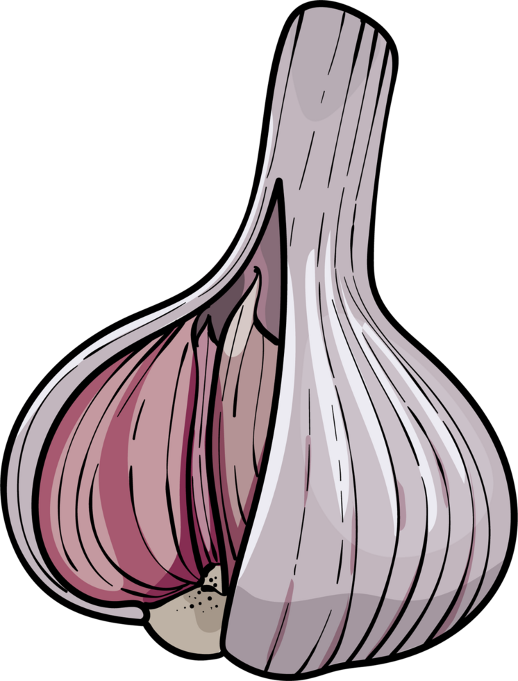 Hand drawn illustration garlic . head of garlic png
