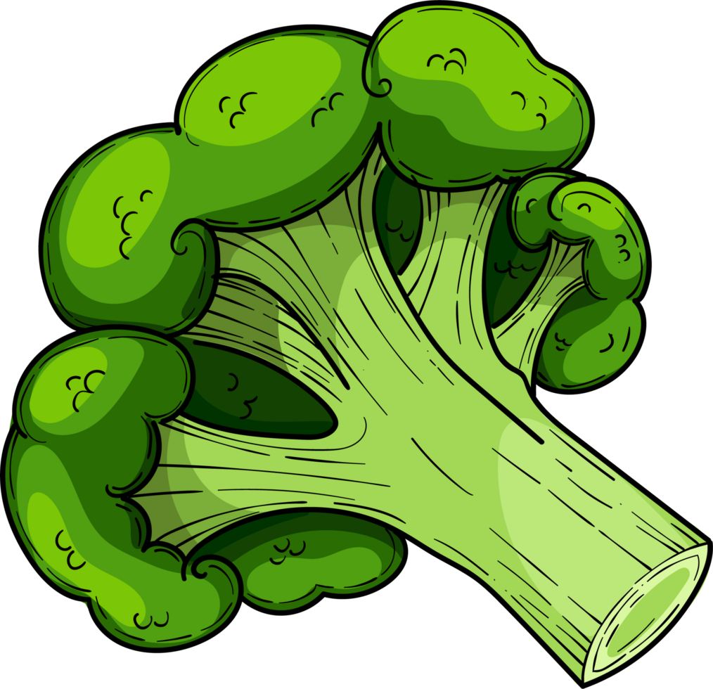 Green cabbage broccoli, hand drawn illustration, vegetable png