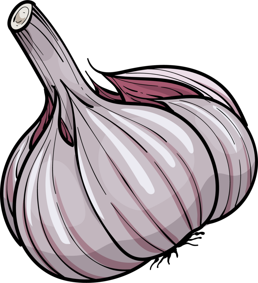 Hand drawn illustration garlic . png