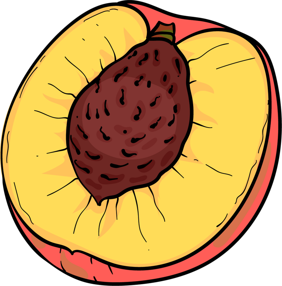 Peach, fruit and slices, hand drawn illustration png