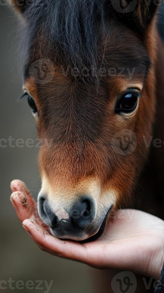 Close encounter with a miniature horse as it gently nuzzles a human hand in an outdoor setting at sunset photo