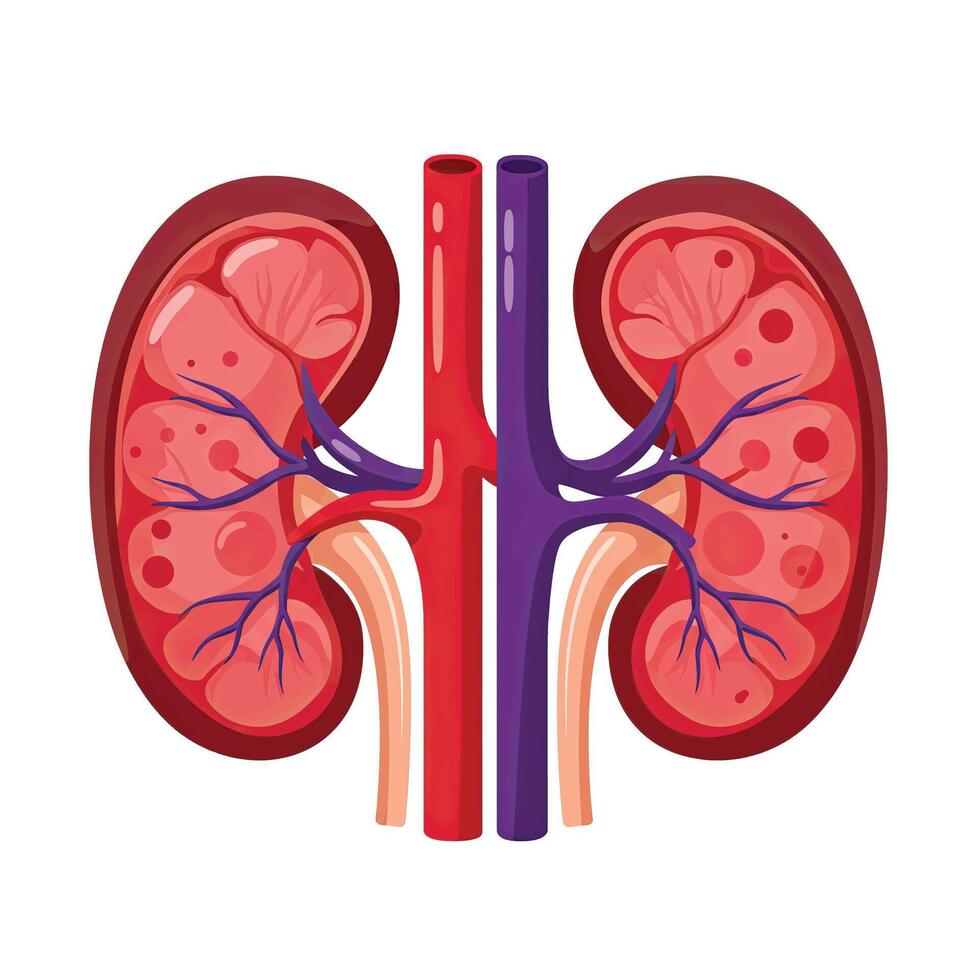 The kidney is shown in a cartoon style vector
