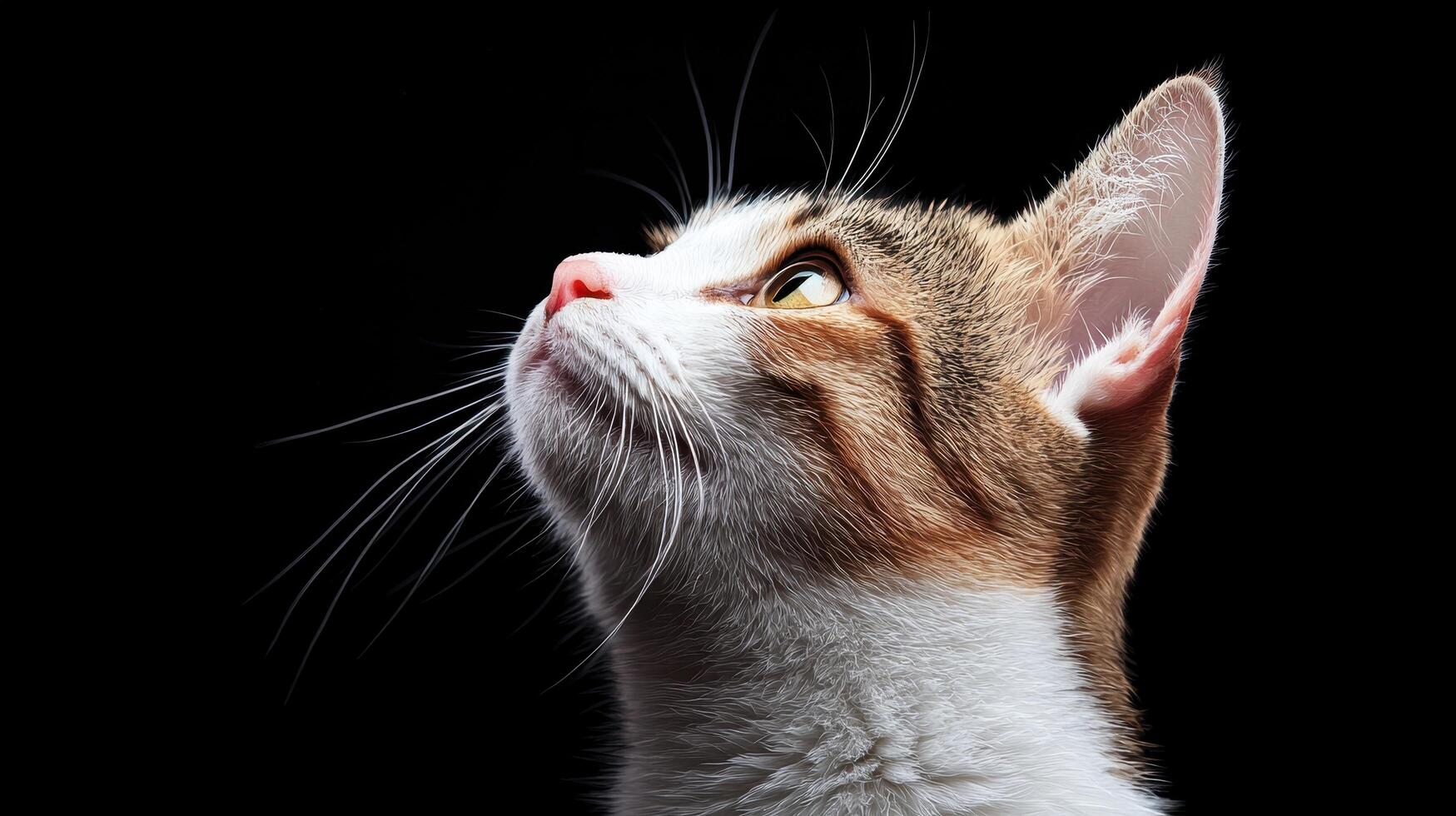 Captivating cat portrait studio on dark background photo