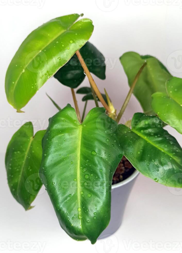 The Spadeleaf Philodendron domesticum is a popular houseplant with heart-shaped leaves. It thrives in indirect sunlight, purifies the air, and adds vibrant greenery to any indoor space. photo